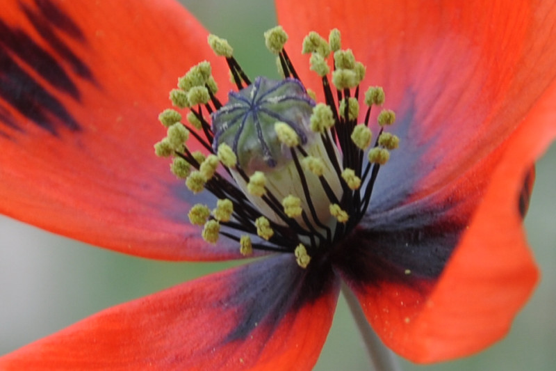 Image of Papaver lecoqii specimen.