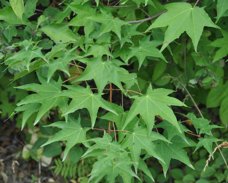 Image of Acer mono specimen.