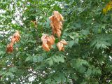 Koelreuteria paniculata