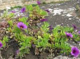 Petunia × atkinsiana. Цветущие растения. Венгрия, Хевеш, г. Эгер, цветник по верху высокого бордюра между набережной и долиной ручья Эгер. 11.09.2012.