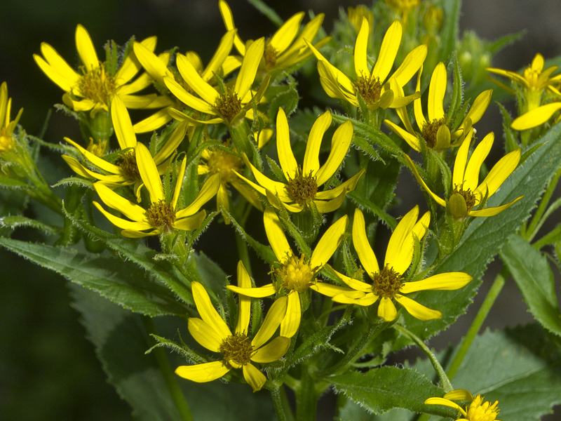 Изображение особи Senecio nemorensis.