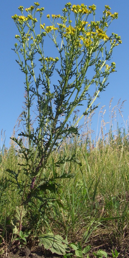 Изображение особи Senecio jacobaea.