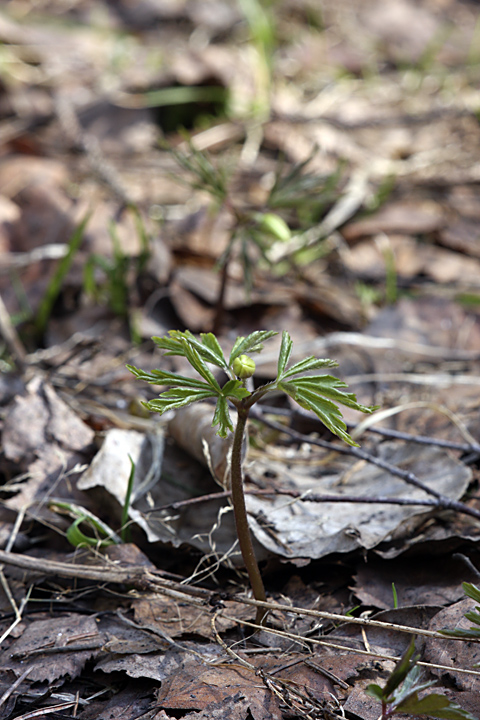 Image of Anemone nemorosa specimen.