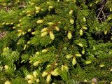 Picea ajanensis. Ветви с молодыми побегами. Хабаровский край, Ванинский р-н, окр. пос. Высокогорный. 03.06.2007.