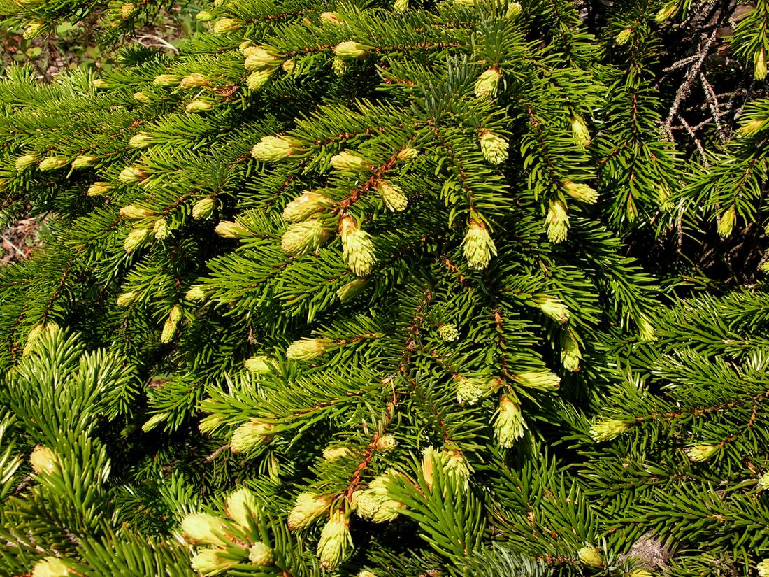 Image of Picea ajanensis specimen.