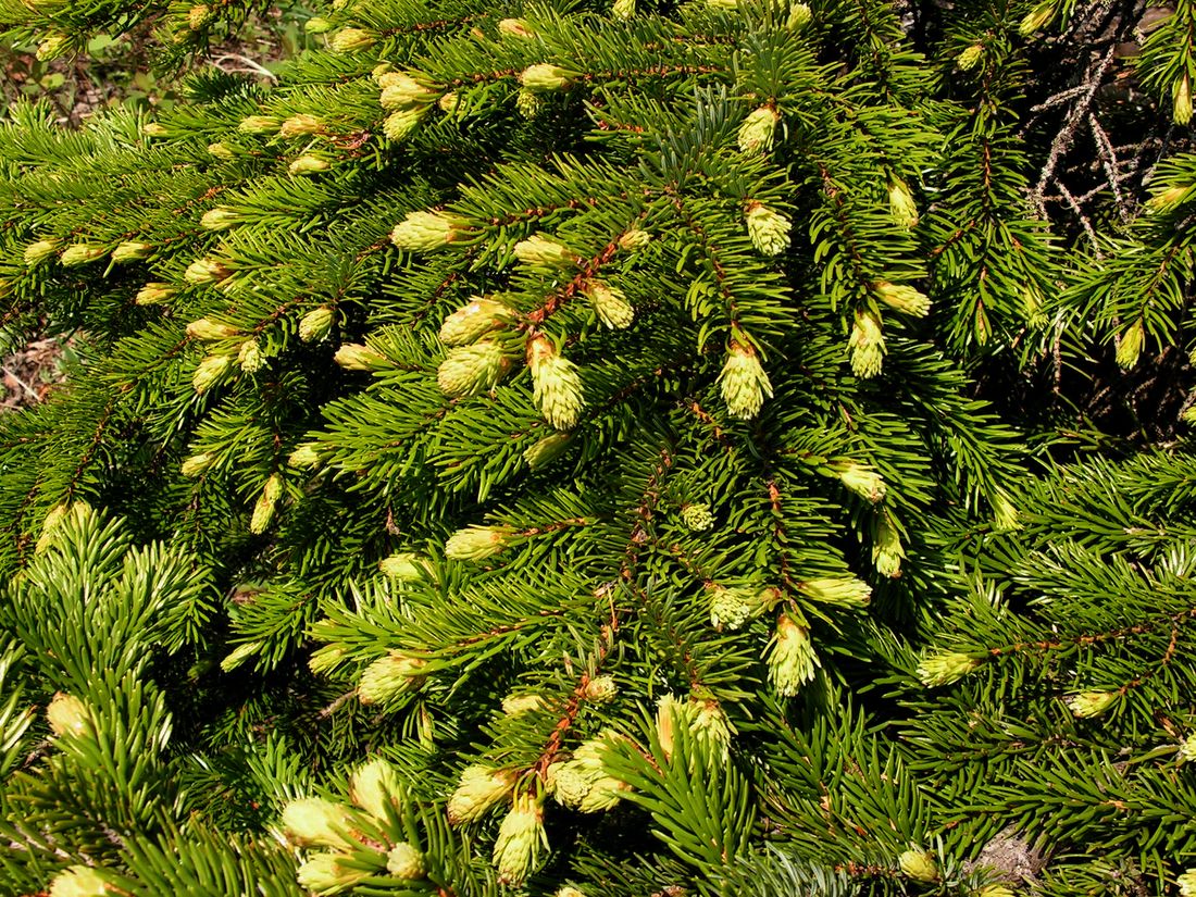 Изображение особи Picea ajanensis.