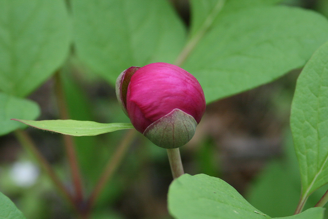 Image of Paeonia obovata specimen.