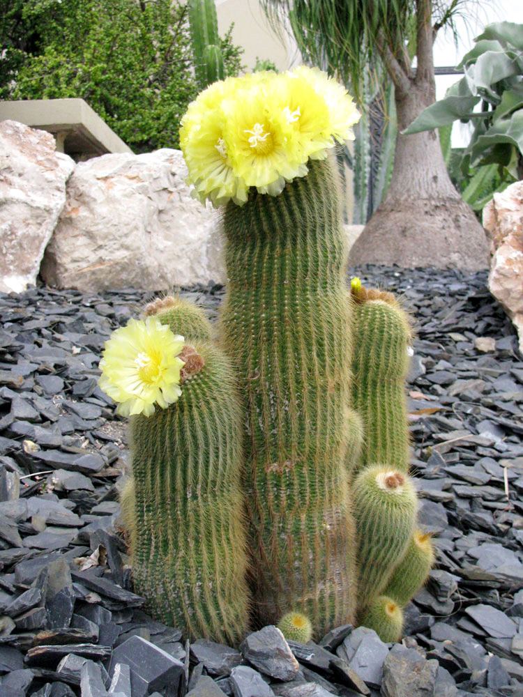 Image of Parodia leninghausii specimen.