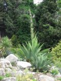 genus Agave