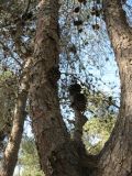 Pinus halepensis. Часть ствола с ветвями. Израиль, Северный Негев, лес Лаав. 19.01.2013.