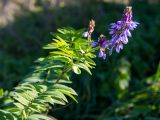 Galega orientalis. Верхушка растения с соцветием. Карачаево-Черкесия, Зеленчукский р-н, Нижний Архыз. 26.10.2012.