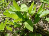 Polygonatum odoratum. Цветущее растение. Крым, Ялта, окр. водопада Учан-Су. 16.05.2009.