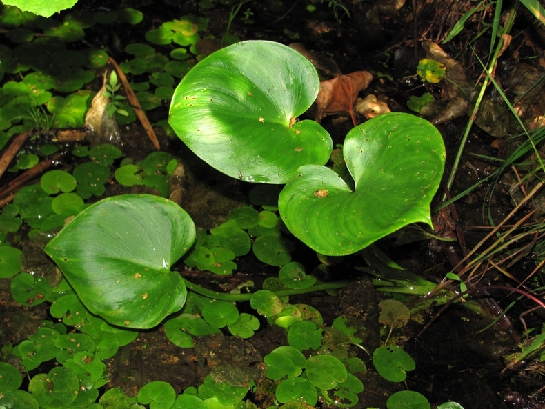 Image of Calla palustris specimen.