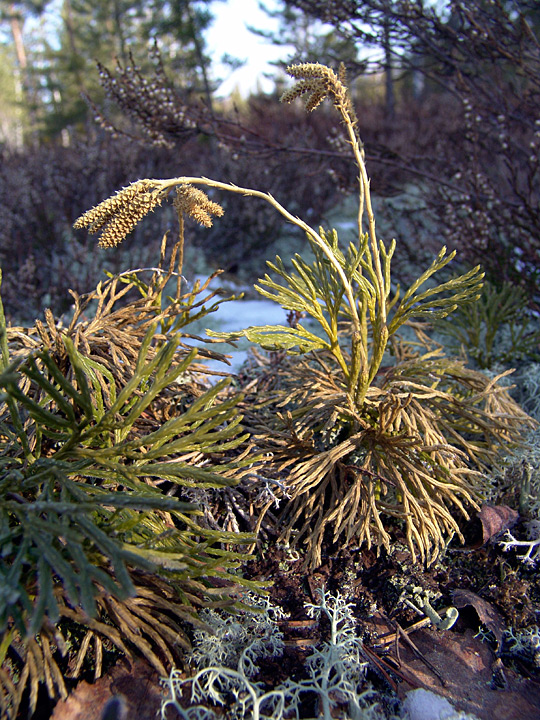 Image of Diphasiastrum complanatum specimen.