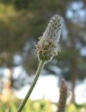 Plantago notata