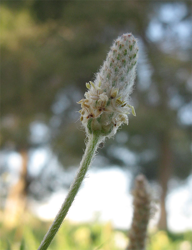 Изображение особи Plantago notata.