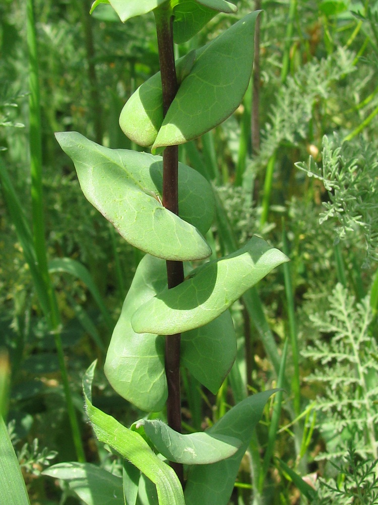 Изображение особи Lepidium perfoliatum.