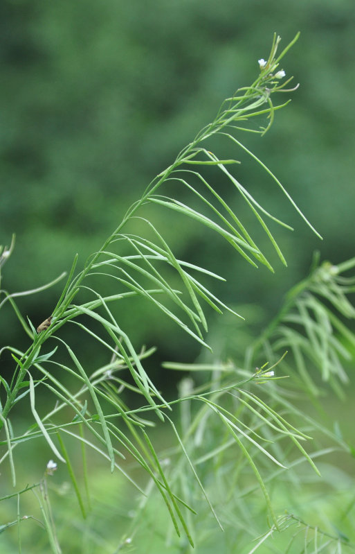 Image of Arabis pendula specimen.