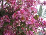 Bauhinia variegata. Ветви цветущего и плодоносящего дерева. Израиль, г. Беэр-Шева, городское озеленение. 02.04.2013.