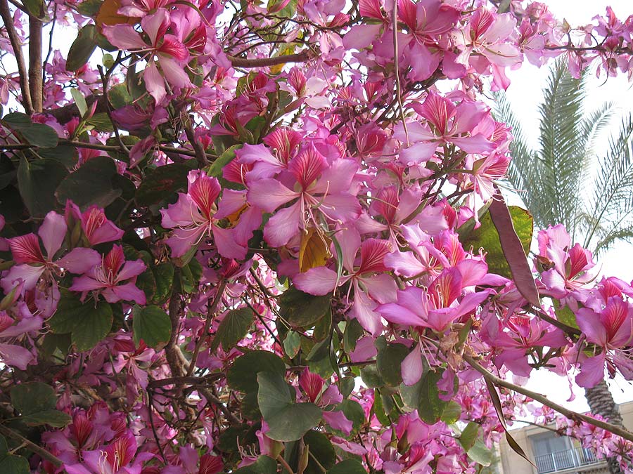 Image of Bauhinia variegata specimen.