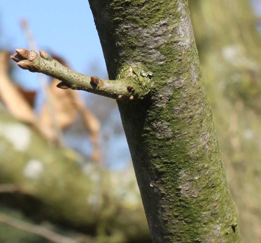 Изображение особи Quercus imbricaria.