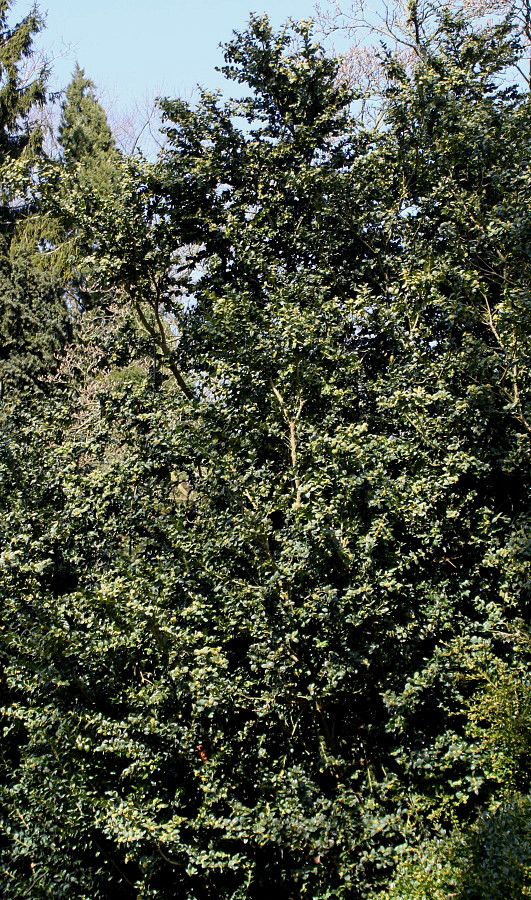 Image of Buxus sempervirens specimen.