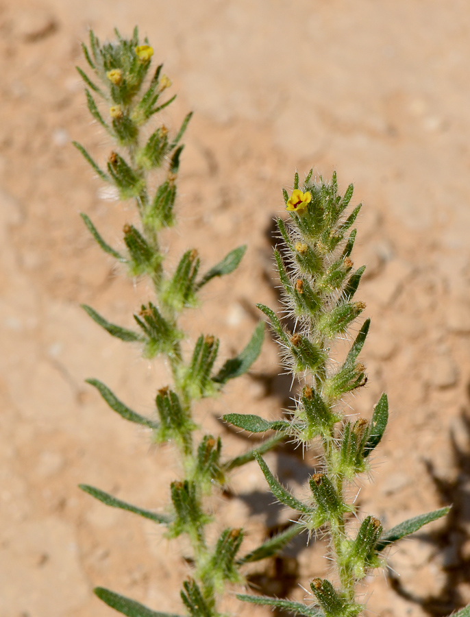 Изображение особи Arnebia decumbens.