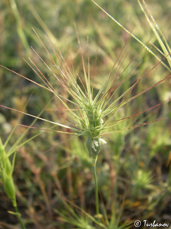 Изображение особи Aegilops geniculata.