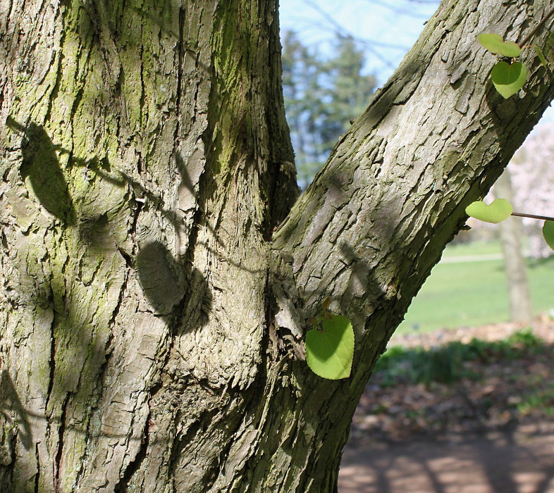 Изображение особи Cercidiphyllum magnificum.