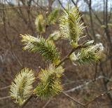 Salix cinerea