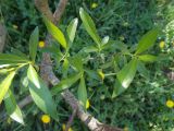 Salix acutifolia. Верхушка побега с молодыми побегами и листьями. Тамбовская обл., Петровский р-н, с. Петровское. 13.05.2013.