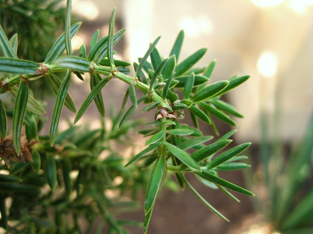 Изображение особи Juniperus drupacea.