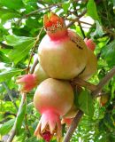 Punica granatum. Часть ветви с плодами. Израиль, г. Беэр-Шева, городское озеленение. 12.06.2013.