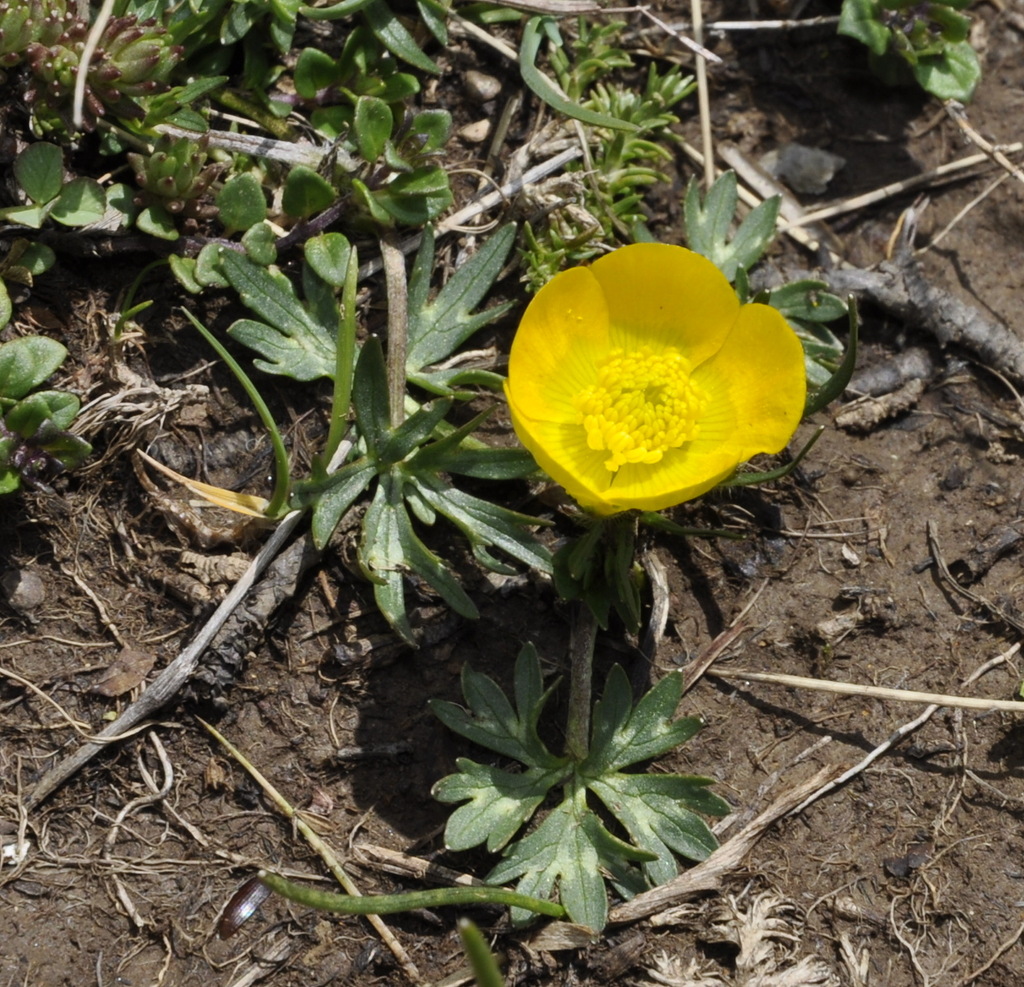 Изображение особи Ranunculus sartorianus.