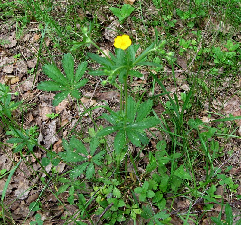 Изображение особи Potentilla goldbachii.