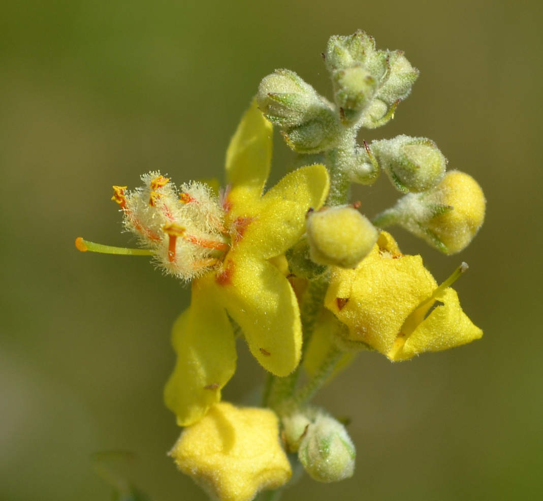 Изображение особи Verbascum lychnitis.
