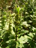 Ajuga genevensis. Побег. Украина, г. Запорожье, посадка возле оз. Кушугум. 06.07.2013.