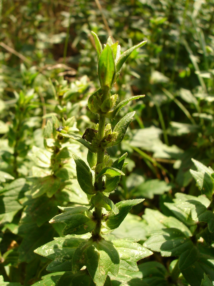 Image of Ajuga genevensis specimen.