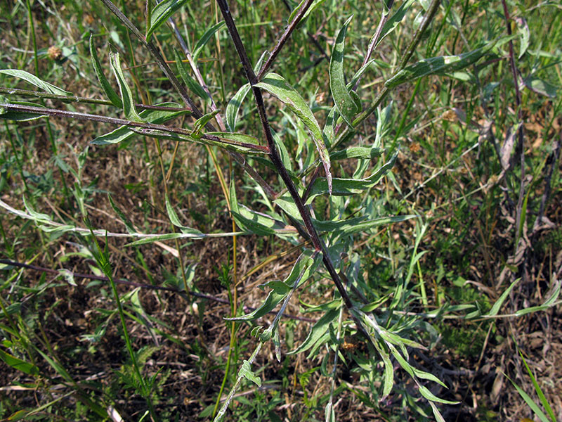 Image of Centaurea jacea specimen.