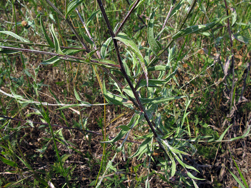 Изображение особи Centaurea jacea.