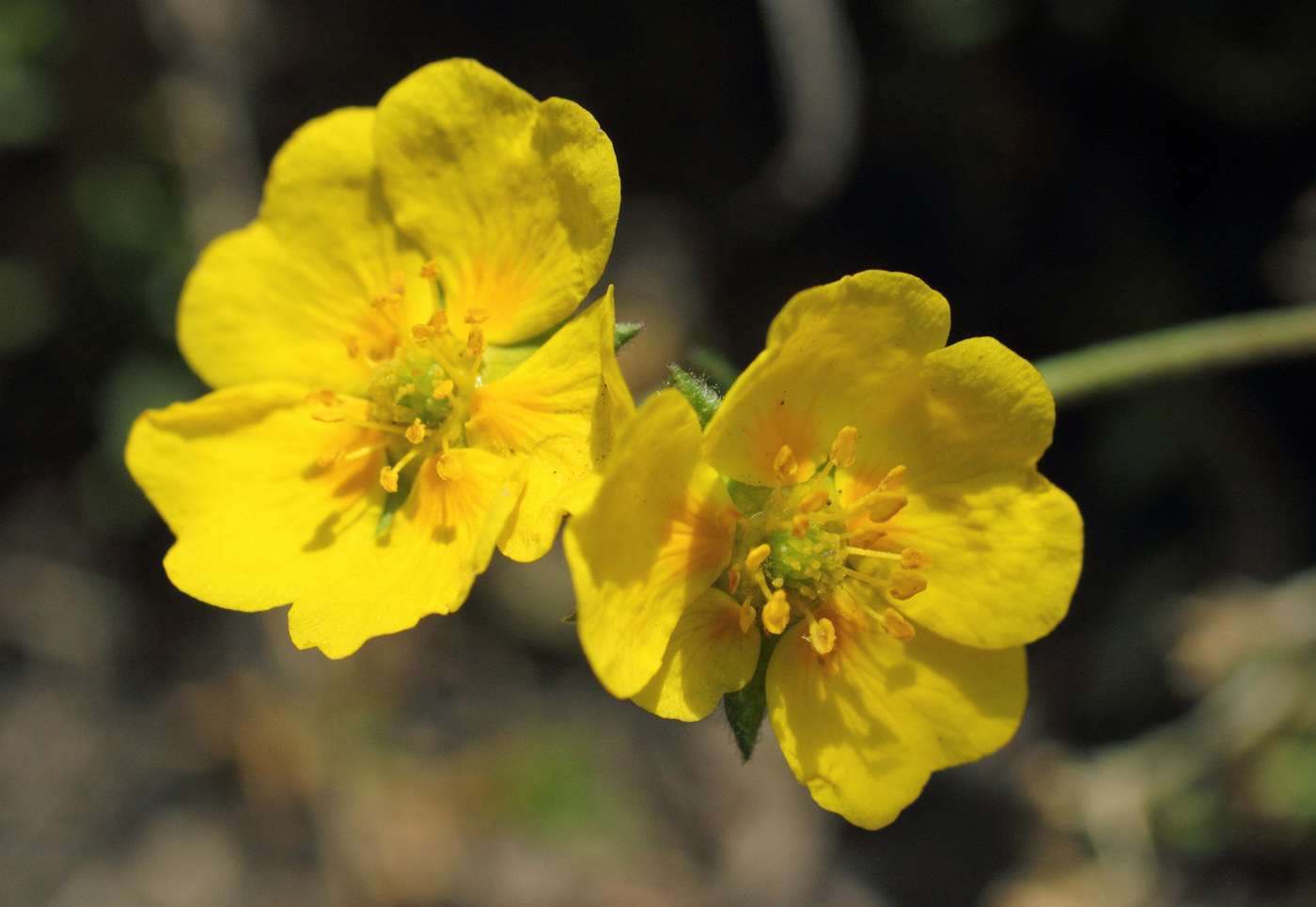 Изображение особи Potentilla gelida.