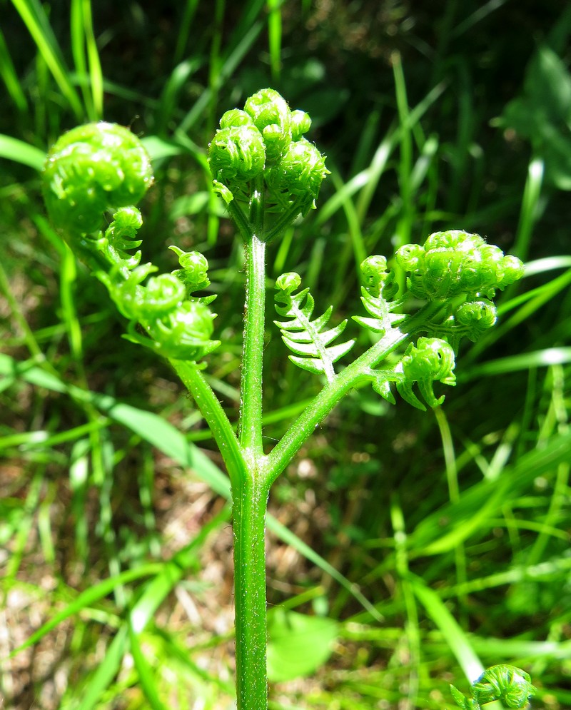 Изображение особи Pteridium pinetorum ssp. sibiricum.