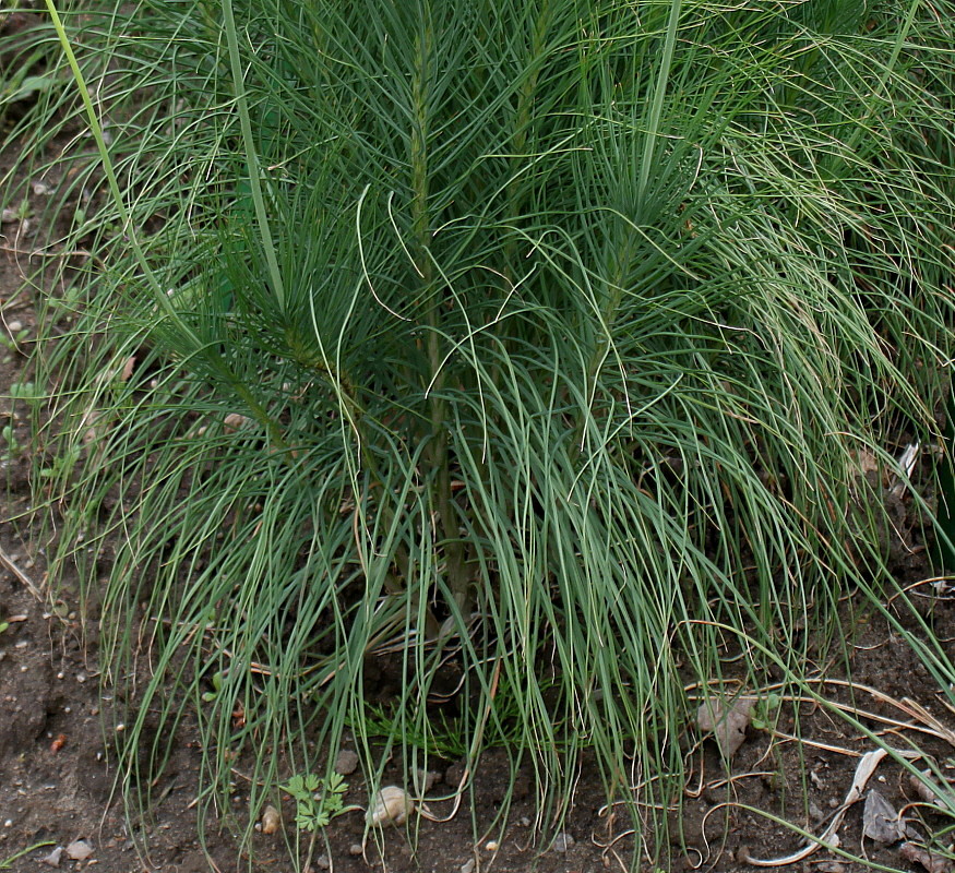 Изображение особи Asphodeline liburnica.