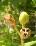 Hemerocallis minor