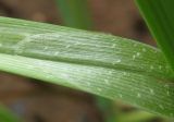 Carex acuta. Язычок листа. Костромская обл., Кадыйский р-н, окрестности дер. Селище, берег р. Нёмда. 17 июня 2013 г.