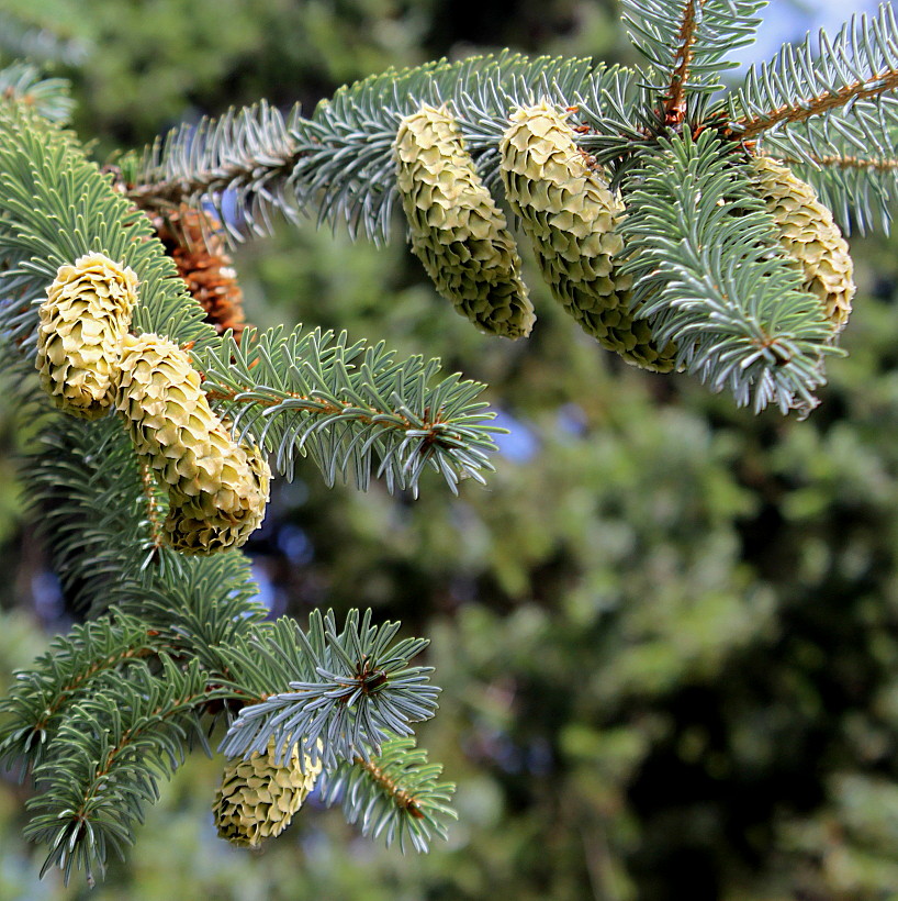 Изображение особи Picea sitchensis.