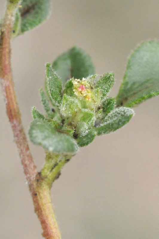 Image of Axyris prostrata specimen.