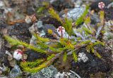 Harrimanella hypnoides. Цветущее растение с сохранившимися прошлогодними плодами. Кольский п-ов, Хибины, подножие у южного склона массива Кукисвумчорр. 17.06.2013.