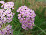 Achillea millefolium