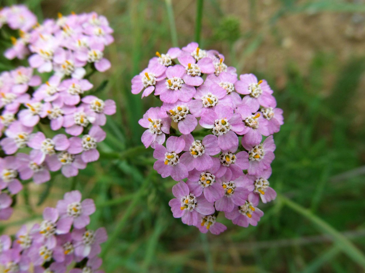 Image of Achillea millefolium specimen.